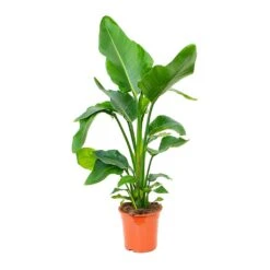 Strelitzia Nicolai - Giant White Bird Of Paradise -Plant potted plants Strelitzia nicolai Giant White Bird of Paradise 19x90cm 3 plants