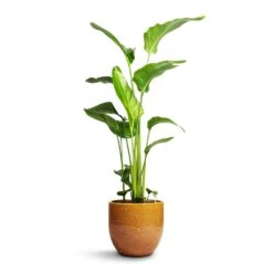 Strelitzia Nicolai - Giant White Bird Of Paradise -Plant potted plants Strelitzia nicolai Giant White Bird of Paradise 21x110cm Jolin Plant Pot Forest 29x27cm dd215550 c3f9 4dca 985a d9d617c8a461