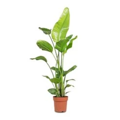 Strelitzia Nicolai - Giant White Bird Of Paradise -Plant potted plants Strelitzia nicolai Giant White Bird of Paradise 21x130cm