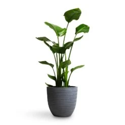 Strelitzia Nicolai - Giant White Bird Of Paradise -Plant potted plants Strelitzia nicolai Giant White Bird of Paradise 21x85cm Angle Couple Plant Pot Grey 30x28cm 4acd69f5 8297 4b02 bff7 3a1417ff0975