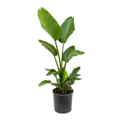Strelitzia Nicolai - Giant White Bird Of Paradise -Plant potted plants Strelitzia nicolai Giant White Bird of Paradise 26x110 1