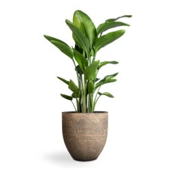 Strelitzia Nicolai - Giant White Bird Of Paradise -Plant potted plants Strelitzia nicolai Giant White Bird of Paradise 29x150cm Cas Plant Pot Sahara 39x36cm 06b84a99 0c89 460c a10e 30259b310bd3
