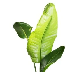 Strelitzia Nicolai - Giant White Bird Of Paradise -Plant potted plants Strelitzia nicolai Giant White Bird of Paradise SWATCH 2