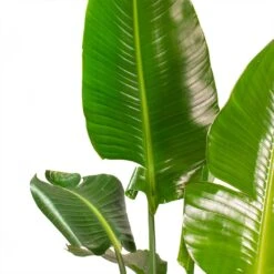 Strelitzia Nicolai - Giant White Bird Of Paradise -Plant potted plants Strelitzia nicolai Giant White Bird of Paradise Split Leaves