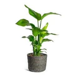 Strelitzia Nicolai - Giant White Bird Of Paradise -Plant potted plants Strelitzia nicolai Giant White Bird of Paradise Stef Plant Baskets Set of 5 Grey