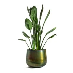 Elisa Metal Plant Pots - Set Of 3 - Vintage Green -Plant potted plants Strelitzia reginea Bird of Paradise Elisa Metal Plant Pots Set of 3 Vintage Green d44424f7 8ab5 419c 9b60 4faa08d8f634