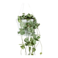 Ceropegia Woodii - String Of Hearts 30 Ceropegia Woodii - String Of Hearts -Plant potted plants String Of Hearts Ceropegia Woodii