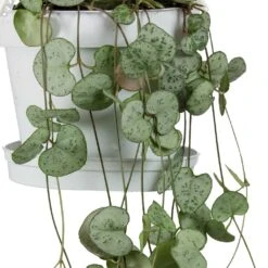 Ceropegia Woodii - String Of Hearts 25 Ceropegia Woodii - String Of Hearts -Plant potted plants String Of Hearts Ceropegia Woodii Leaves