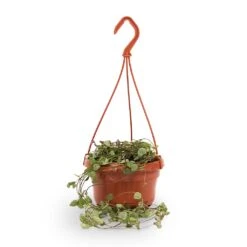 Ceropegia Woodii - String Of Hearts 29 Ceropegia Woodii - String Of Hearts -Plant potted plants String of hearts 14x30cm withhanger