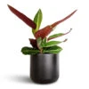 Stromanthe Sanguinea Stripestar 1 Stromanthe Sanguinea Stripestar -Plant potted plants Stromanthe sanguinea Stripestar 12x40cm Lisbon Plant Pot Anthracite 13x13cm