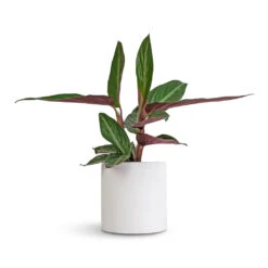 Puk Essentials Planter - Matt White -Plant potted plants Stromanthe sanguinea Stripestar 12x40cm Puk Essentials Planter Matt White 15x15cm a76da8e0 1bc6 41ab 8e72 509005662afd