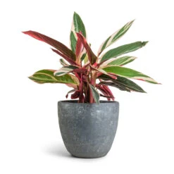 Stromanthe Sanguinea Triostar -Plant potted plants Stromanthe sanguinea Triostar 12x40cm Anne Plant Pot Blue Stone 16x15cm