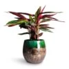 Stromanthe Sanguinea Triostar -Plant potted plants Stromanthe sanguinea Triostar 14x55cm Lindy Plant Pot Black Green 30x25cm