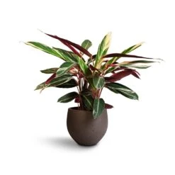 Stromanthe Sanguinea Triostar -Plant potted plants Stromanthe sanguinea Triostar 19x70cm Mini Orb Kevan Plant Pot Ash Brown 25x21cm