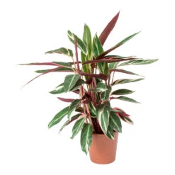 Stromanthe Sanguinea Triostar -Plant potted plants Stromanthe sanguinea Triostar