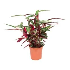 Stromanthe Sanguinea Triostar -Plant potted plants Stromanthe sanguinea Triostar 27x80cm