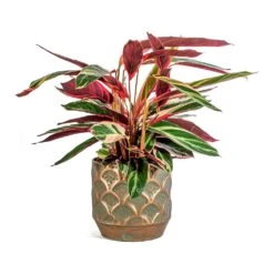 Stromanthe Sanguinea Triostar -Plant potted plants Stromanthe sanguinea Triostar Lauri Metal Plant Pot Set Of 4 Lilac