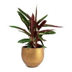 Stromanthe Sanguinea Triostar -Plant potted plants Stromanthe sanguinea Triostar Mini Orb Kevan Plant Pot Metallic Copper 117b3137 bd7b 4244 a15d db7049a2ecb5