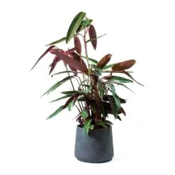 Stromanthe Sanguinea Triostar -Plant potted plants Stromanthe sanguinea Triostar Patt Black Washed Planter