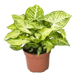 Syngonium Nephthytis Arrow - Arrow Plant -Plant potted plants Syngonium nephphytis Arrow Arrow Plant 12cm