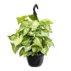 Syngonium Nephthytis Arrow - Arrow Plant -Plant potted plants Syngonium nephphytis Arrow Arrow Plant 16cm