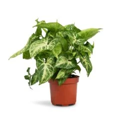 Syngonium Nephthytis Arrow - Arrow Plant -Plant potted plants Syngonium nephthytis Arrow Arrow Plant 12x25cm