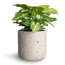 Syngonium Nephthytis Arrow - Arrow Plant -Plant potted plants Syngonium nephthytis Arrow Arrow Plant 12x25cm Charlie Plant Pot Grey Washed 15x15cm