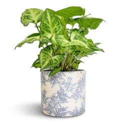 Lazzaro Plant Pot - Vintage Foliage -Plant potted plants Syngonium nephthytis Arrow Arrow Plant 12x25cm Lazzaro Plant Pot Vintage Foliage 15x13cm 5ad375b8 0087 48fe a05d 07638e83d357