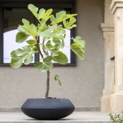 Tara Natural Bowl Planter - Black -Plant potted plants TaraNaturalPlanter Black 2