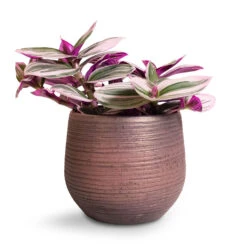 Lydia Plant Pot - Shiny Purple -Plant potted plants Tradescantia albiflora Nanouk Fantasy Venice 12x20cm Lydia Plant Pot Shiny Purple 15x13cm