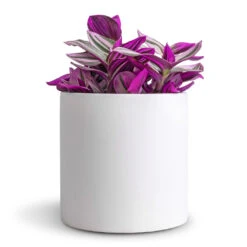 Puk Essentials Planter - Matt White -Plant potted plants Tradescantia albiflora Nanouk Fantasy Venice 12x20cm Puk Essentials Planter Matt White 15x15cm dd64377e 9d7b 4047 88a3 a6711f9be8f3