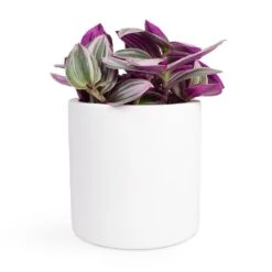 Puk Essentials Planter - Matt White -Plant potted plants Tradescantia albiflora Nanouk Fantasy Venice 12x20cm Puk Planter Matt White 15x15cm 2940d00b 6251 497d 9103 546a7a0f0b47