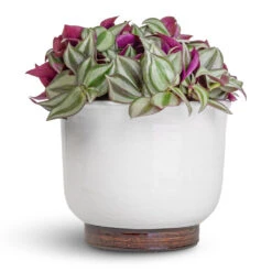 Jayla Plant Pot - White -Plant potted plants Tradescantia zebrina Inch Plant 12x10cm Jayla Plant Pot White 17x14cm 0a447714 fee5 4bec 8c3c c4219cec879b
