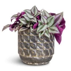 Tradescantia Zebrina - Inch Plant 15 Tradescantia Zebrina - Inch Plant -Plant potted plants Tradescantia zebrina Inch Plant 12x10cm Jim Plant Pot Earth 14x12cm
