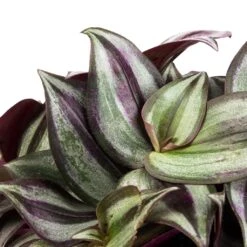 Tradescantia Zebrina - Inch Plant 19 Tradescantia Zebrina - Inch Plant -Plant potted plants Tradescantia zebrina Inch Plant SWATCH