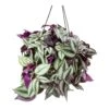 Tradescantia Zebrina - Inch Plant -Plant potted plants Tradescantia zebrina Wandering Jew Houseplant