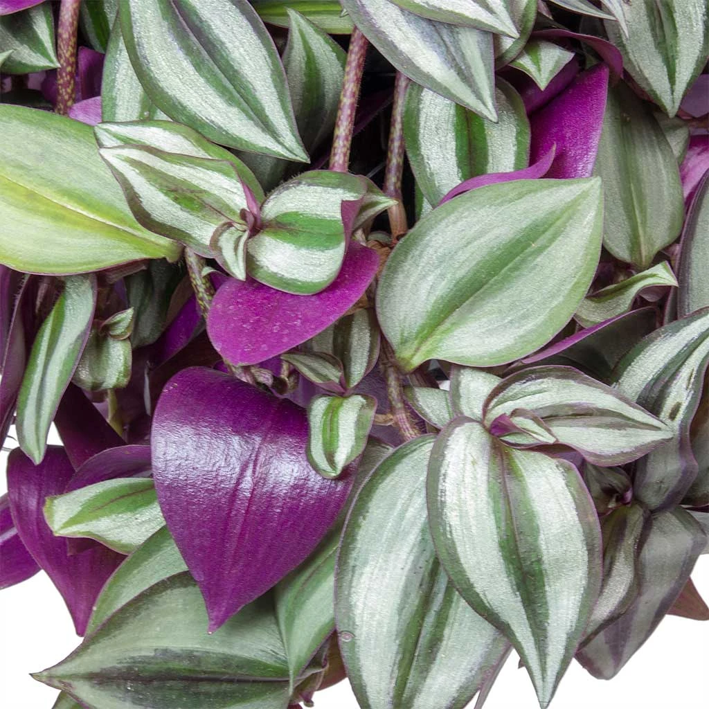 Tradescantia Zebrina - Inch Plant 4 Tradescantia Zebrina - Inch Plant - Image 2