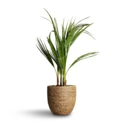 Cody Plant Pot - Straw Grass -Plant potted plants Washingtonia robusta Mexican Fan Palm 15x60cm Cody Plant Pot Straw Grass 22x20cm d3f4bb83 8542 457f beb1 a8d44faa5594