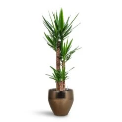 Yucca - HydroCare -Plant potted plants Yucca HydroCare Amora Couple Planter Gold