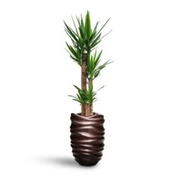 Yucca - HydroCare -Plant potted plants Yucca HydroCare Gradient Lee Partner Planter Matt Coffee