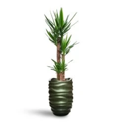 Yucca - HydroCare -Plant potted plants Yucca HydroCare Gradient Lee Partner Planter Matt Forest