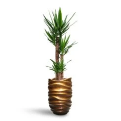 Yucca - HydroCare -Plant potted plants Yucca HydroCare Gradient Lee Partner Planter Matt Honey