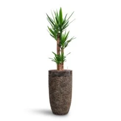 Yucca - HydroCare -Plant potted plants Yucca HydroCare Luxe Lite Layer Partner Planter Bronze