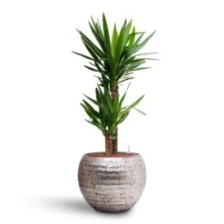 Yucca - HydroCare -Plant potted plants Yucca Hydroculture 2 stems Opus Hammered Globe Planter Silver 40 x 32cm