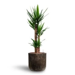 Luxe Lite Waterfall Cylinder Planter - Bronze 28 Luxe Lite Waterfall Cylinder Planter - Bronze -Plant potted plants Yucca Hydroculture 3 stems Luxe Lite Waterfall Cylinder Planter Bronze 40 x 38cm 2477d1ca 08fe 4ea2 b1eb 6f900d67c1ac