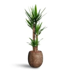Yucca - HydroCare -Plant potted plants Yucca Hydroculture 3 stems Polystone Coated Balloon Planter Rock 42 x 42cm