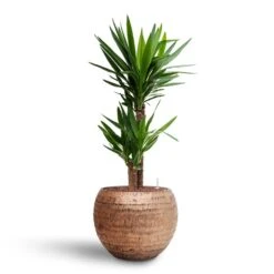 Yucca - HydroCare -Plant potted plants Yucca Hydroculture2 stems Opus Hammered Globe Planter Gold 40 x 32cm