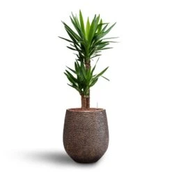 Opus Hit Darcy Planter - Gold 41 Opus Hit Darcy Planter - Gold -Plant potted plants Yucca Hydroculture2 stems Opus Hit Darcy Planter Gold 38 x 42cm 04908255 b56c 4702 b908 58842c47f8b6