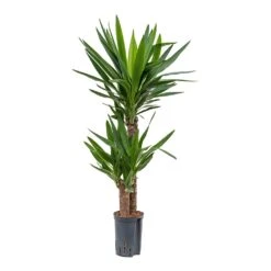 Yucca - HydroCare -Plant potted plants Yucca Multi Stem Hydroculture Indoor Plant 2Stems