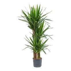 Yucca - HydroCare